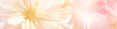 Abstract pink peony flower background